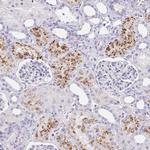 C4orf17 Polyclonal Antibody