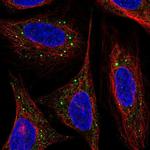 ARL4D Polyclonal Antibody