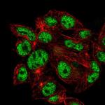 VSIG10L Polyclonal Antibody