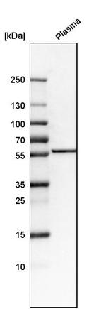 FKRP Polyclonal Antibody