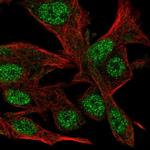 CLASRP Antibody in Immunocytochemistry (ICC/IF)