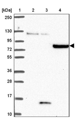 CLASRP Antibody in Western Blot (WB)
