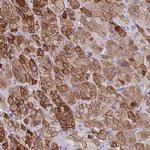 ZFP82 Polyclonal Antibody