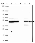 DNAJA2 Antibody in Western Blot (WB)