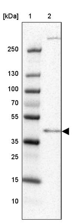 C4orf17 Antibody in Western Blot (WB)
