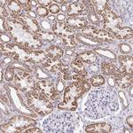 PRRG3 Polyclonal Antibody