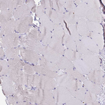 LCN15 Antibody in Immunohistochemistry (Paraffin) (IHC (P))