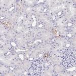 TAS2R39 Antibody in Immunohistochemistry (Paraffin) (IHC (P))