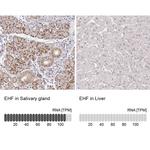 EHF Antibody in Immunohistochemistry (IHC)