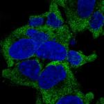 RPL27A Antibody in Immunocytochemistry (ICC/IF)