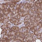 RPL27A Antibody in Immunohistochemistry (Paraffin) (IHC (P))