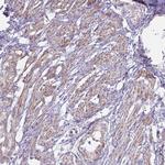 OR5P3 Antibody in Immunohistochemistry (Paraffin) (IHC (P))