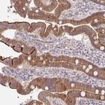 CXorf40B Antibody in Immunohistochemistry (Paraffin) (IHC (P))