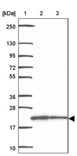 MRPL13 Antibody in Western Blot (WB)