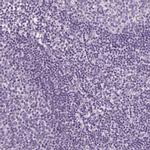 SLC5A12 Antibody in Immunohistochemistry (IHC)