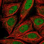 RIM4 Polyclonal Antibody