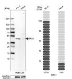 RRS1 Antibody in Western Blot (WB)