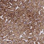 ATP Synthase gamma Polyclonal Antibody