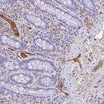 SMIM9 Antibody in Immunohistochemistry (Paraffin) (IHC (P))