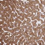 RHEBL1 Polyclonal Antibody