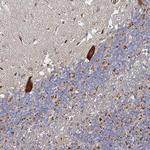 NRSN1 Antibody in Immunohistochemistry (Paraffin) (IHC (P))