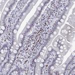 C15orf41 Antibody in Immunohistochemistry (Paraffin) (IHC (P))