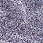 C15orf41 Antibody in Immunohistochemistry (Paraffin) (IHC (P))
