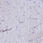 C15orf41 Antibody in Immunohistochemistry (Paraffin) (IHC (P))