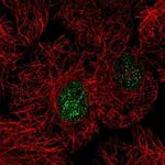 C15orf41 Antibody in Immunocytochemistry (ICC/IF)