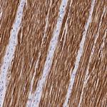 C19orf68 Antibody in Immunohistochemistry (Paraffin) (IHC (P))