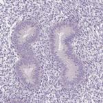 UPK2 Antibody in Immunohistochemistry (IHC)