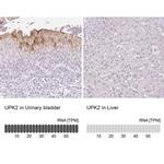UPK2 Antibody