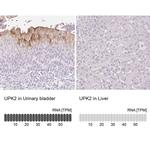 UPK2 Antibody