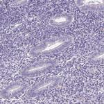 FKBP6 Antibody in Immunohistochemistry (IHC)