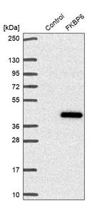FKBP6 Antibody in Western Blot (WB)
