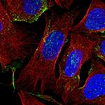 EGFL8 Polyclonal Antibody