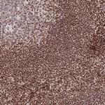 C19orf53 Antibody in Immunohistochemistry (Paraffin) (IHC (P))