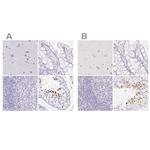 SPACA4 Polyclonal Antibody