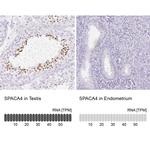 SPACA4 Antibody