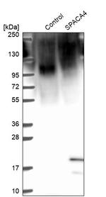 SPACA4 Antibody in Western Blot (WB)