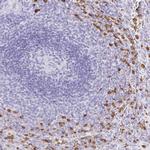 OR51A7 Polyclonal Antibody