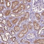 CDH7 Polyclonal Antibody