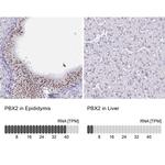 PBX2 Antibody