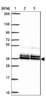 PBX2 Antibody in Western Blot (WB)