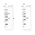 C5orf33 Antibody in Western Blot (WB)