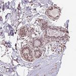 KIAA0232 Antibody in Immunohistochemistry (Paraffin) (IHC (P))