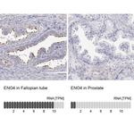 ENO4 Antibody