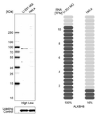 ALKBH8 Antibody in Western Blot (WB)