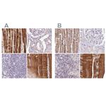FAM168B Polyclonal Antibody