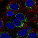 MICS1 Antibody in Immunocytochemistry (ICC/IF)